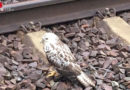 D: Feuerwehr holt Mäusebussard vom Bahngleis