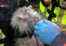D: Katze nach Zimmerbrand mit Sauerstoff versorgt