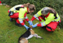 Schweiz: Beagle aus verrauchter Wohnung gerettet