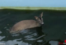 Nö: Rehe aus Pool und Garten in Wiener Neudorf gerettet