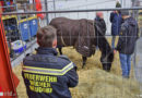 Nö: Auszeichnungen für die FF Wr. Neudorf durch den Wiener Tierschutzverein