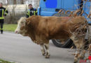 Bayern: Stier Sandro, der Starke, in Augsburg