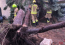 Nö: Baum auf Haus & Pkw-Unfall in Felixdorf