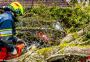 D: Umgestürzter Baum verursacht 10.000 Euro Schaden → Feuerwehr entfernt 15 Meter langes Gehölz von zwei Pkw