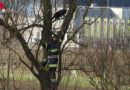 Oö: Katze lockt Einsatzkräfte bei Rettungsversuch von einem Baum in luftige Höhe