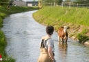 Vbg: Feuerwehr rettet Kalb in Rankweil aus dem Ehrbach