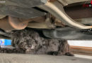 Nö: Hund steckt unter Auto fest