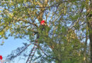 D: 9-Jährigen aus 9 m Höhe von Baum geholt