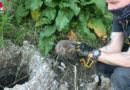 Bayern: Drittes Mal Igel aus Bohrloch in Augsburg geholt