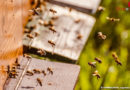 Bayern: Bienenschwarm suchte sich Fahrrad vor Würzburger Kaufhaus als neues Zuhause