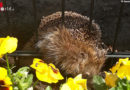 D: Igel klemmt im Gartenzaun