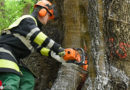 Bayern: Kurioser Baumbrand → Feuerwehr schneit Glutherde frei