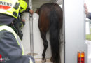 Nö: Pferd in Transportanhänger eingeklemmt, Raststation Guntramsdorf