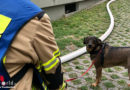 D: Hund bei Wohnungsbrand in Frankenthal gerettet