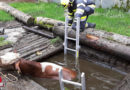 Stmk: Rettung einer Kuh aus Jauchegrube in Neuberg an der Mürz