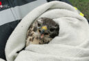 D: Mäusebussard aus von Baum hängender Schnur in 7 m Höhe befreit