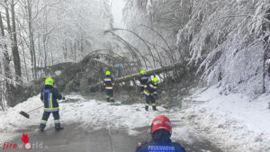Nö: Schneedruck wirft in Krumbach Baum über die L 146