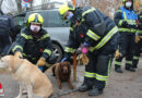 Nö: Feuerwehr betreut Hunde nach Verkehrsunfall