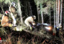 Sbg: Umstürzender Baum in Thalgau erwischt zwei Pkw beim Vorbeifahren