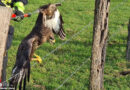 D: Feuerwehr Wetter befreit Greifvogel aus Stacheldraht