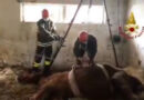 Italien: Älteres Pferd mit Winde im Stall aufgerichtet