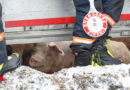 Oö: Schweine-Transporter bei Riedau umgestürzt | mehrere Tiere tot