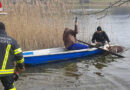 Oö: Und es schwimmt doch → Feuerwehr rettet Kalb in Oberhofen aus dem Irrsee