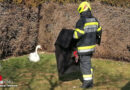 Stmk: Feuerwehr holt Schwan aus Gartenanlage in Kapfenberg