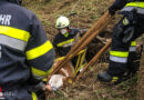 Stmk: 130 kg schweres Kalb aus Grube im Waldgebiet von Apfelberg gerettet
