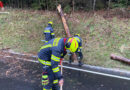 Bgld: Baum blockiert die B 50 bei Holzschlag (Unterkohlstätten)