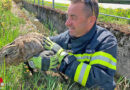 Oö: Hase im Bachbett in Notlage