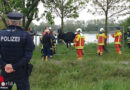 D: 20 Kühe im Raum Erfurt auf Wanderschaft