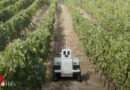 Weinberg-Roboter „VineScout“ steigert Ertrag