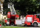 Oö: Katze „hänselt“ Retter von der Feuerwehr in Wels