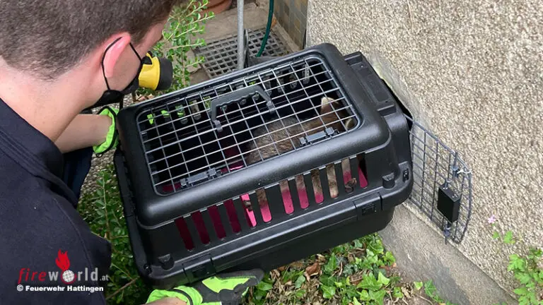 D: Waschbären im Kamin – ausgelaufener Kraftstoff – Gefahrenbaum in