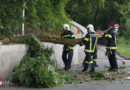 Oö: Erneut morscher Baum auf Straße in Thalheim bei Wels gestürzt