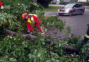 Oö: Sturm lässt Baum über eine Straße stürzen
