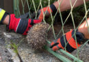 Nö: Igel steckt in Ebenfurth im Zaun fest