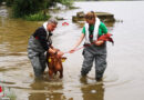 D: Rehe und Kälber in Xanten in Hochwasser eingeschlossen → aufwändige Tierrettungen am Rhein