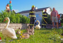 Nö: Verirrte und erschöpfte Schwanenfamilie im Stadtgebiet von Waidhofen an der Thaya