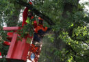 Oö: Feuerwehr musste in Marchtrenk Baum wegen “Gefahr in Verzug” abtragen