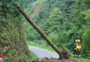 Oö: Baum samt Wurzeln in Großraming über Böschung abgerutscht