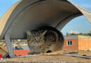 Oö: Feuerwehr Mauerkirchen holt Katze vom Dach