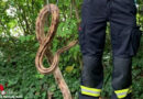 Schweiz: “Furchteinflößendes Reptil” → 1,4 Meter lange Würgeschlange in Bern gefunden