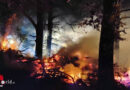 D: Brennender Busch in Werne war ausgedehntes Feuer im Unterholz