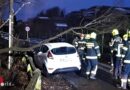 Oö: Biber fällt Baum und beschädigt in Steyr zwei Autos