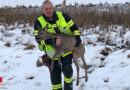 Oö: Feuerwehr Tarsdorf holt Reh aus Weiher