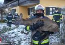 Oö: Feuerwehr holt in Wels Rehbock aus ausgelassenem Pool