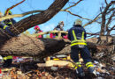 Bgld: Person in Grafenschachen unter Baum eingeklemmt → schwierge, materialintensive Rettung