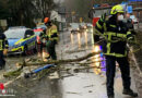 D: Baum fiel in Herdecke auf mehrere Pkw und einen Linienbus